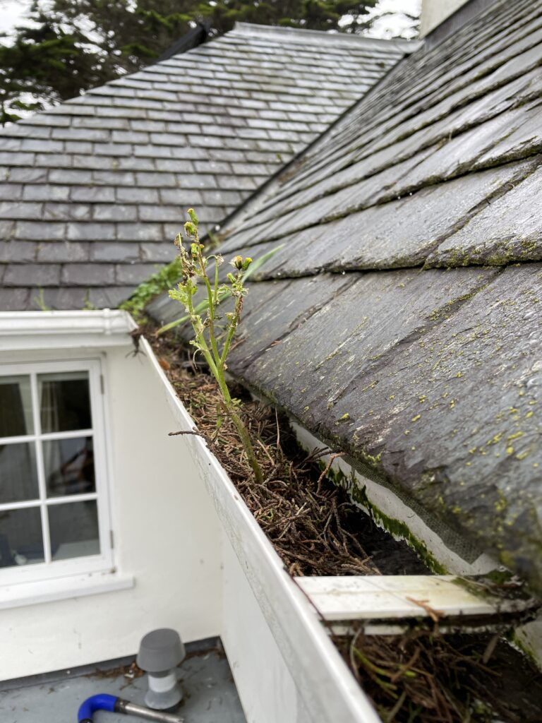 gutter clearing job (before)