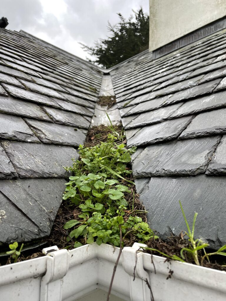 roof gully/valley clearing (before)