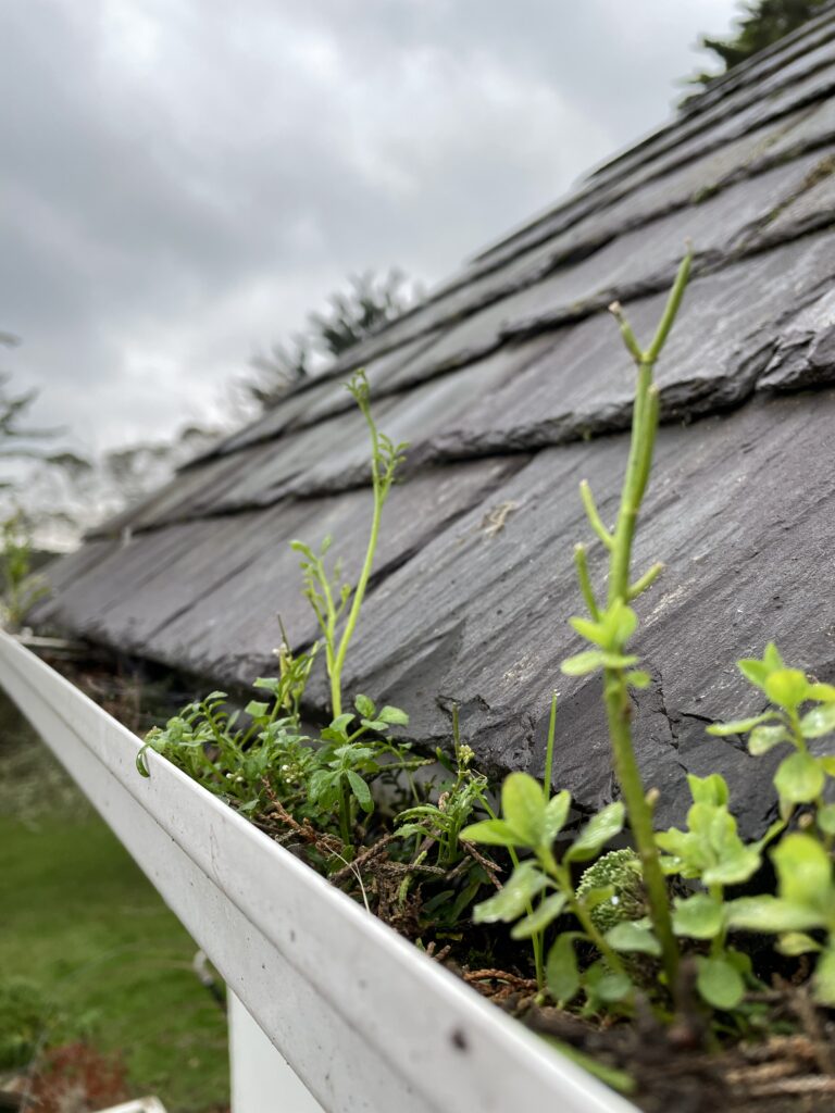 gutter clearing job (before)